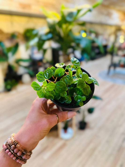 4" Peperomia Meridana