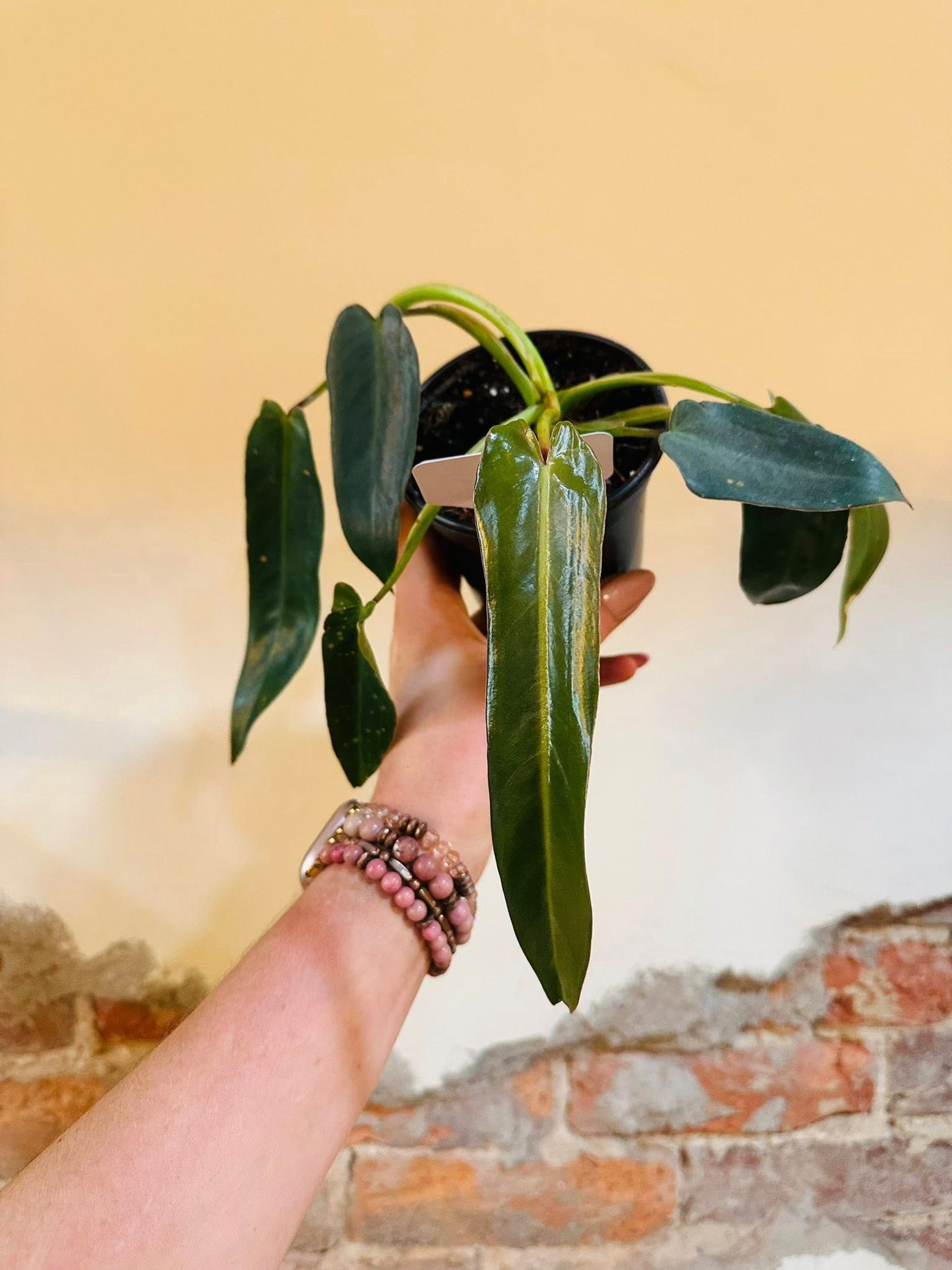 4" Philodendron Spiritus Sancti