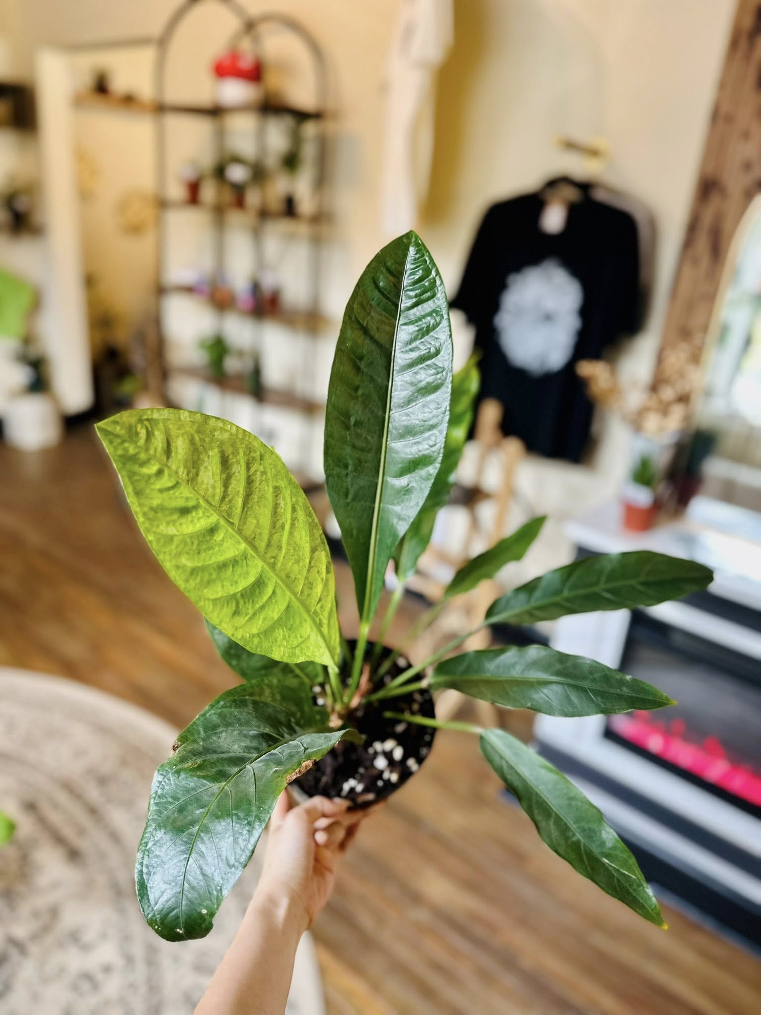 6 anthurium 6" Anthurium 'Renaissance'