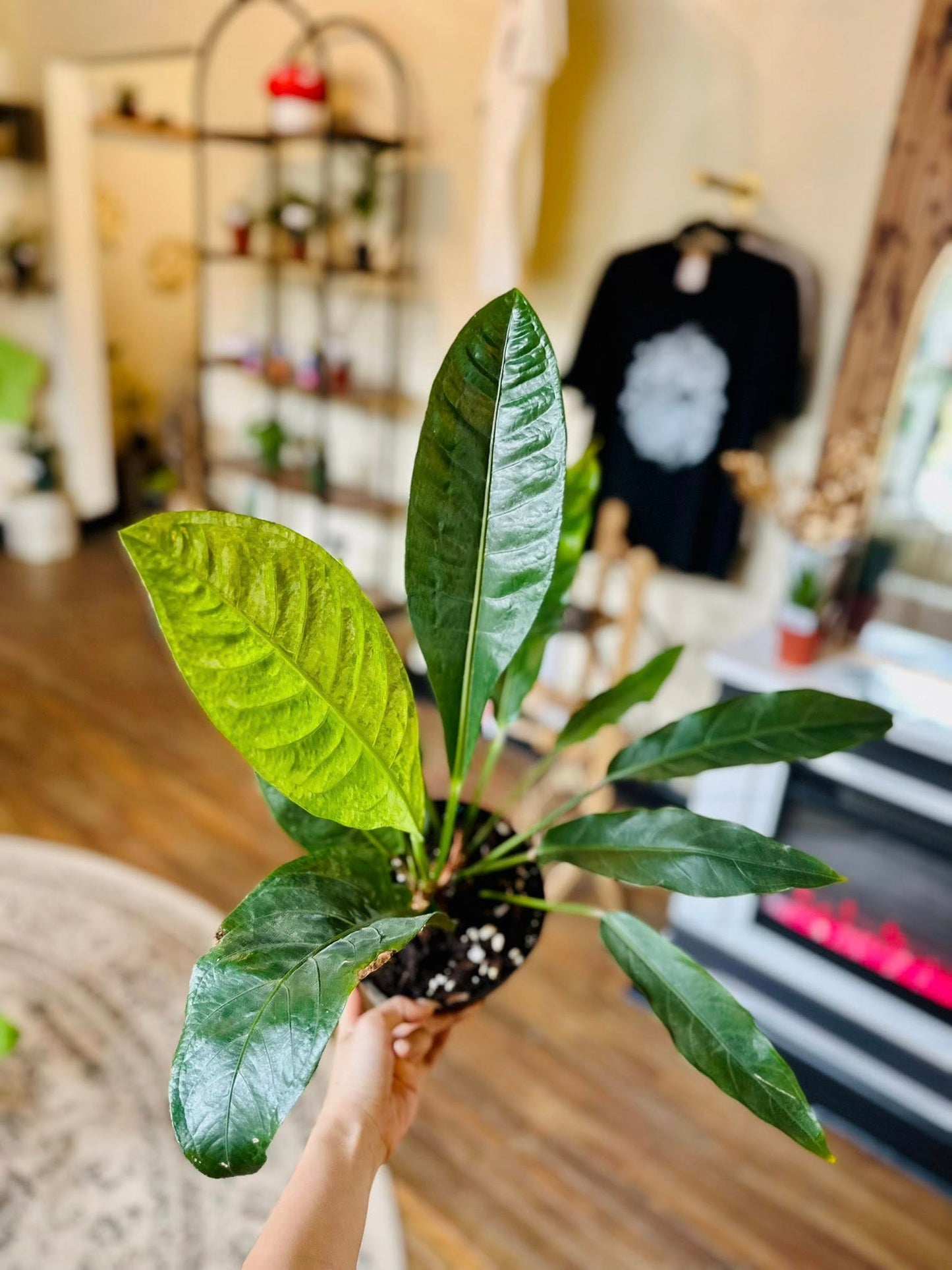 6" Anthurium 'Renaissance'