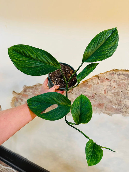 6" Monstera Pinnatipartita