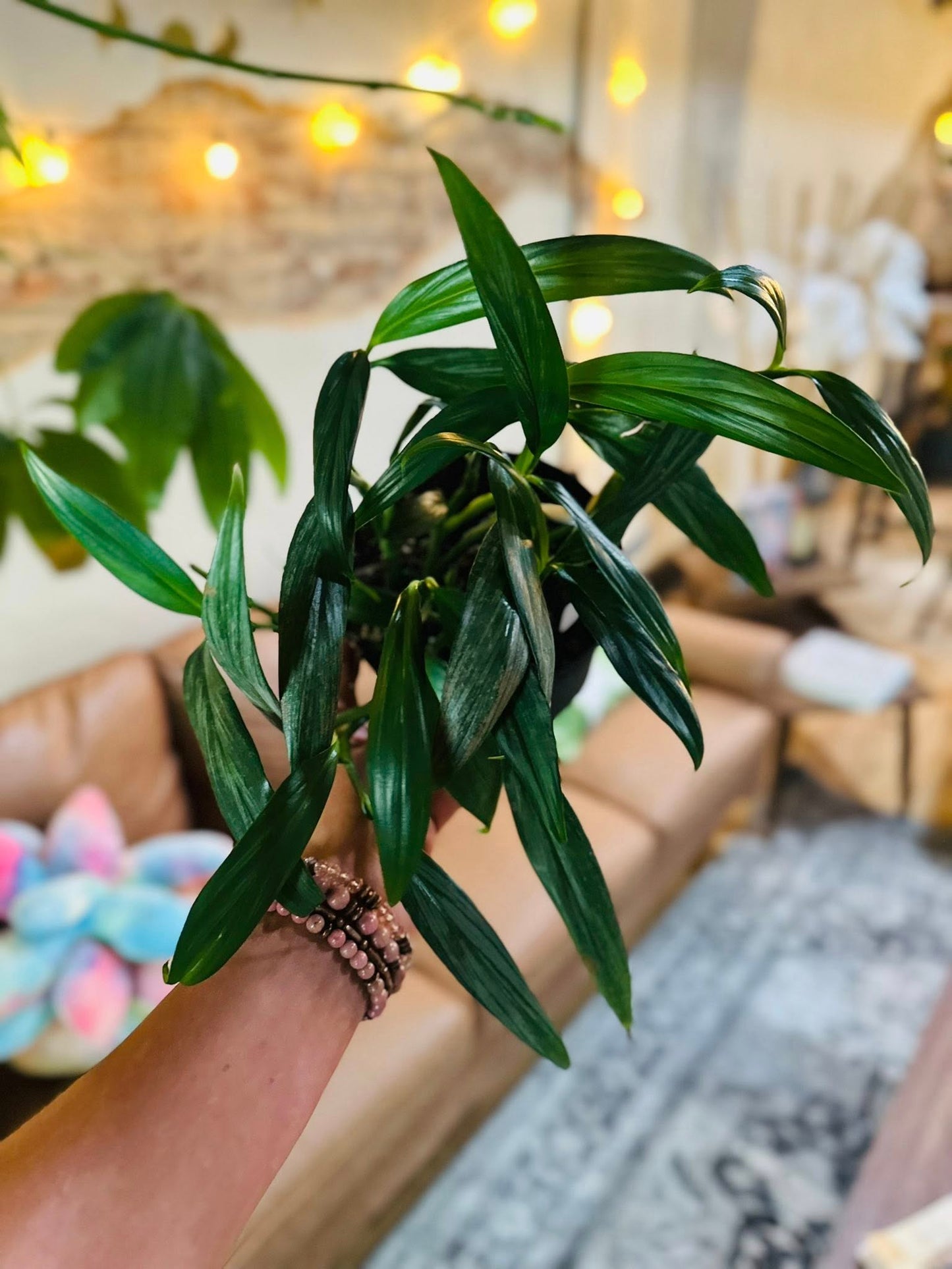 6" Epipremnum Amplissimum