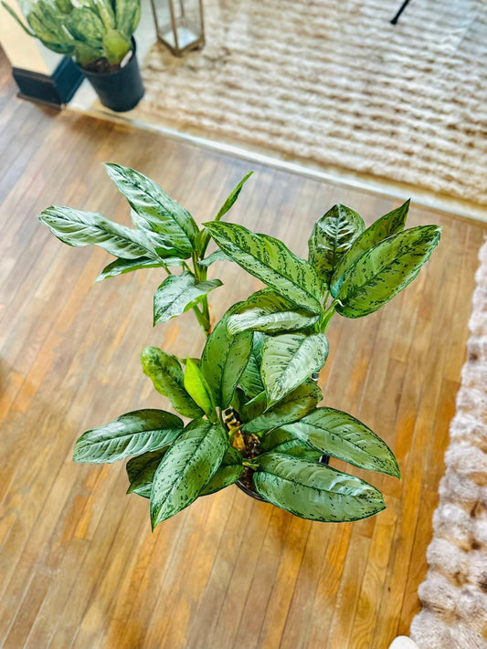 12" Aglaonema Freeman