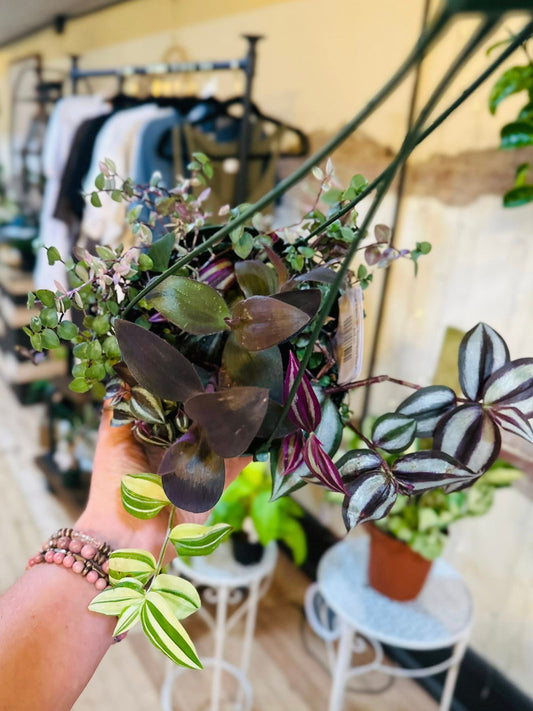 6" Frankenstein Tradescantia Basket