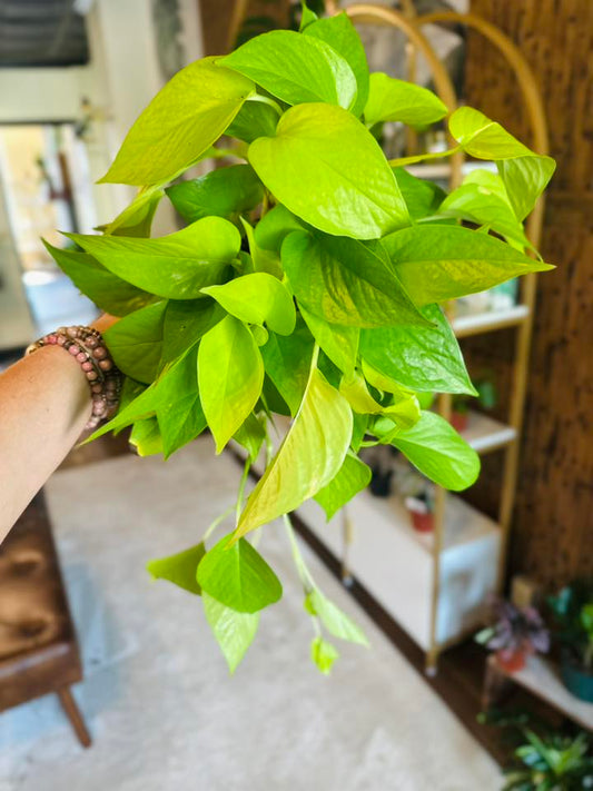 6" Neon Pothos