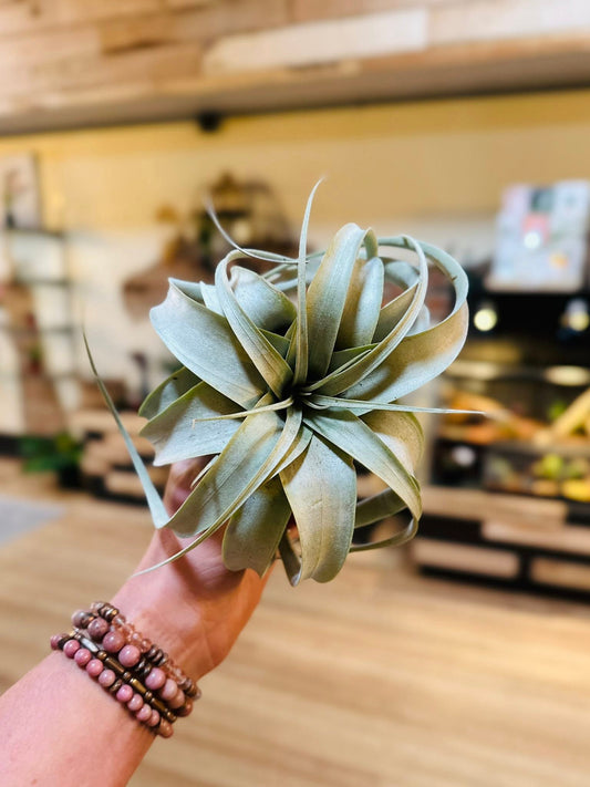 Xerographica