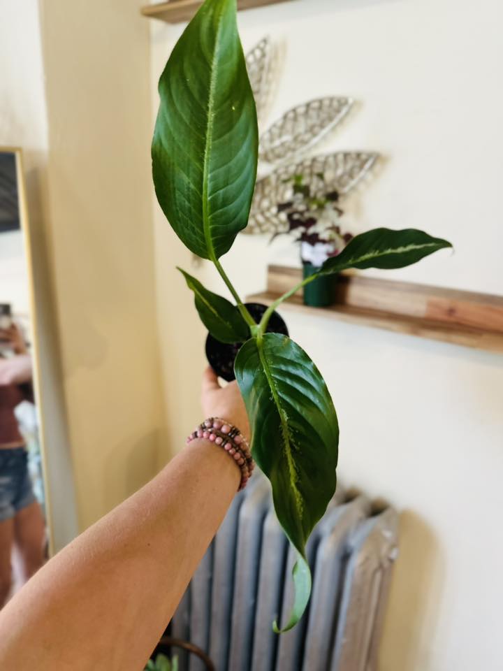 4" Dieffenbachia Cougar