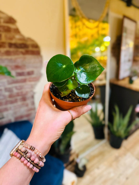 4" Peperomia Raindrop