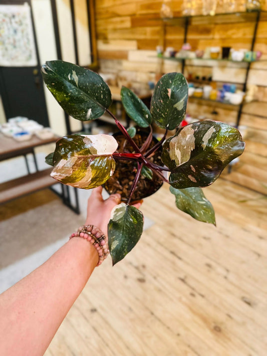 6" Philodendron Red Anderson