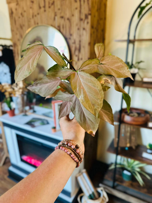 4" Syngonium Pink Perfection