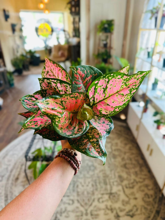 6" Aglaonema Ruby Ray