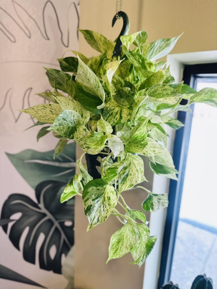 8" Snow Queen Pothos Basket