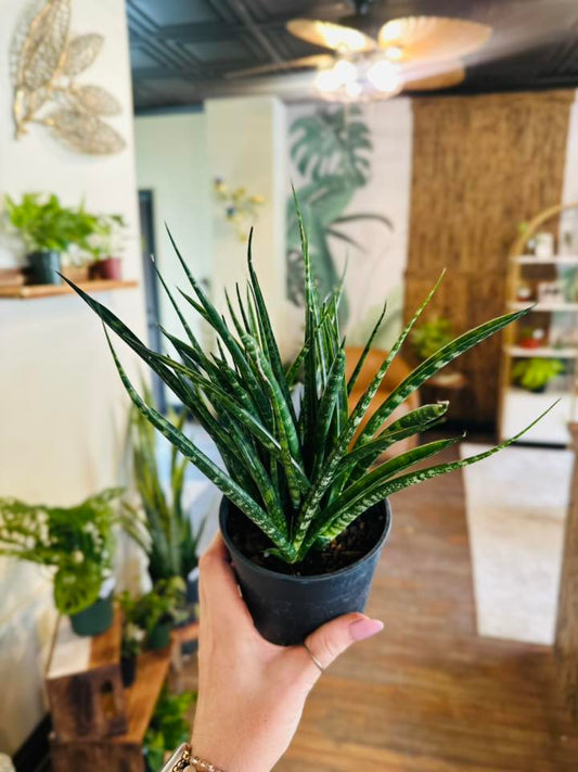 5" Fernwood Snake Plant