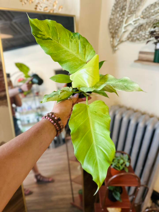 4" Philodendron Snowdrift