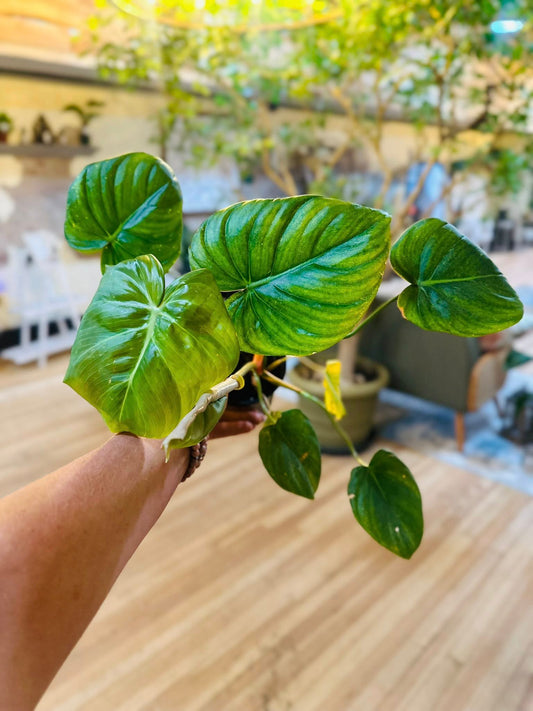 4" Philodendron McDowell