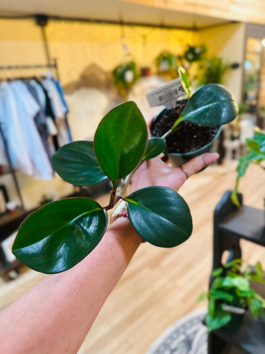 4" Peperomia Red Edge