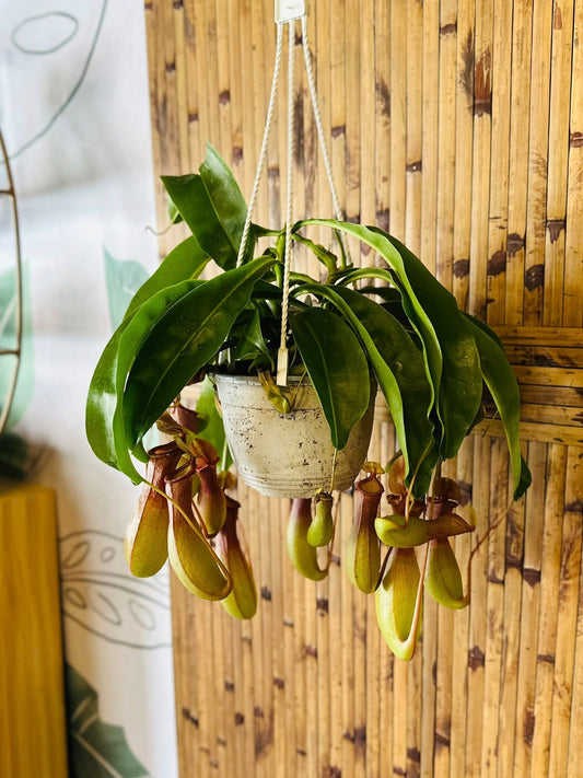 6" Nepenthes Pitcher Plant Basket