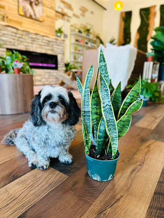 6" Laurentii Snake Plant