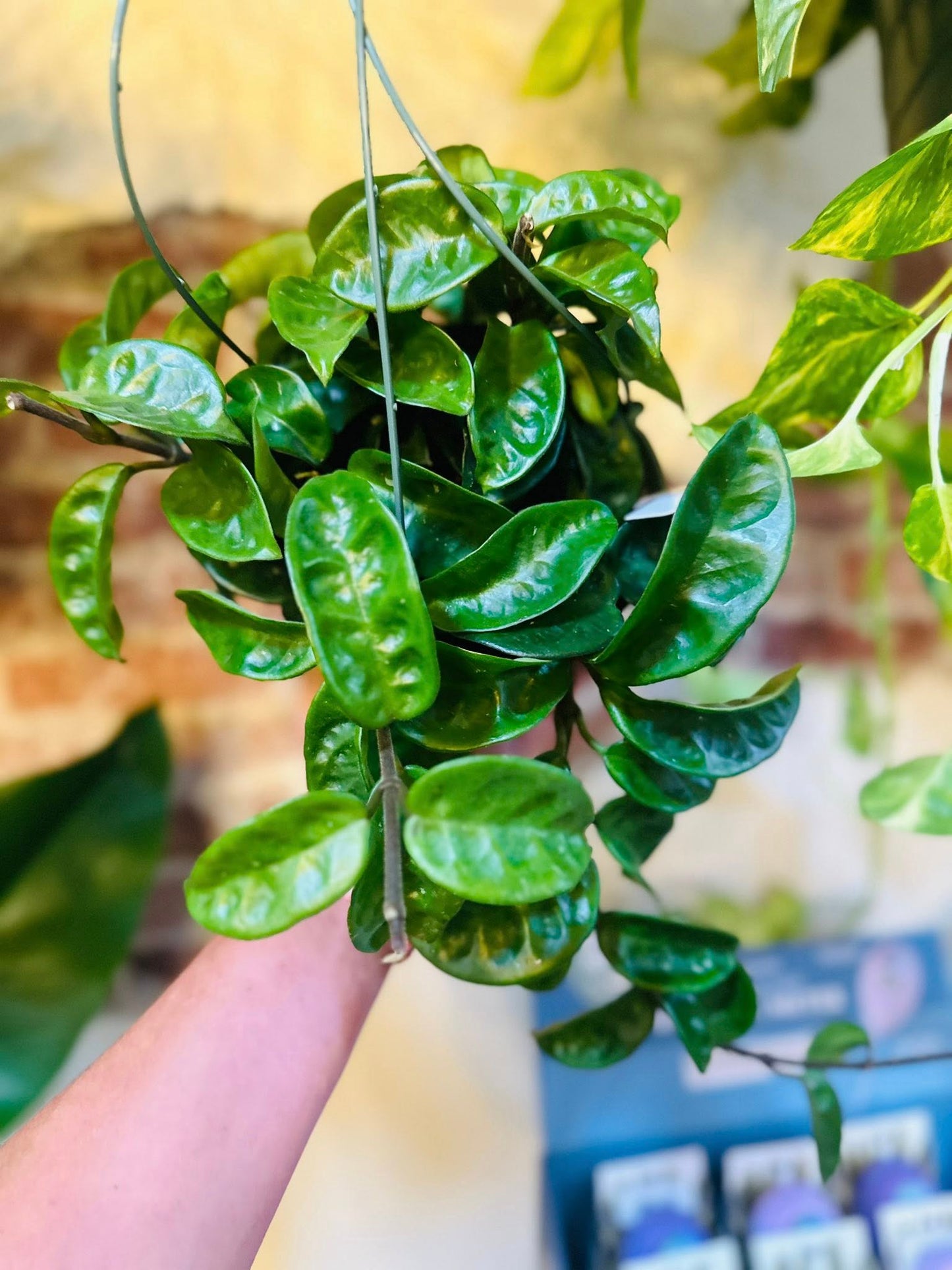 6" Hoya Krinkle 8 Basket