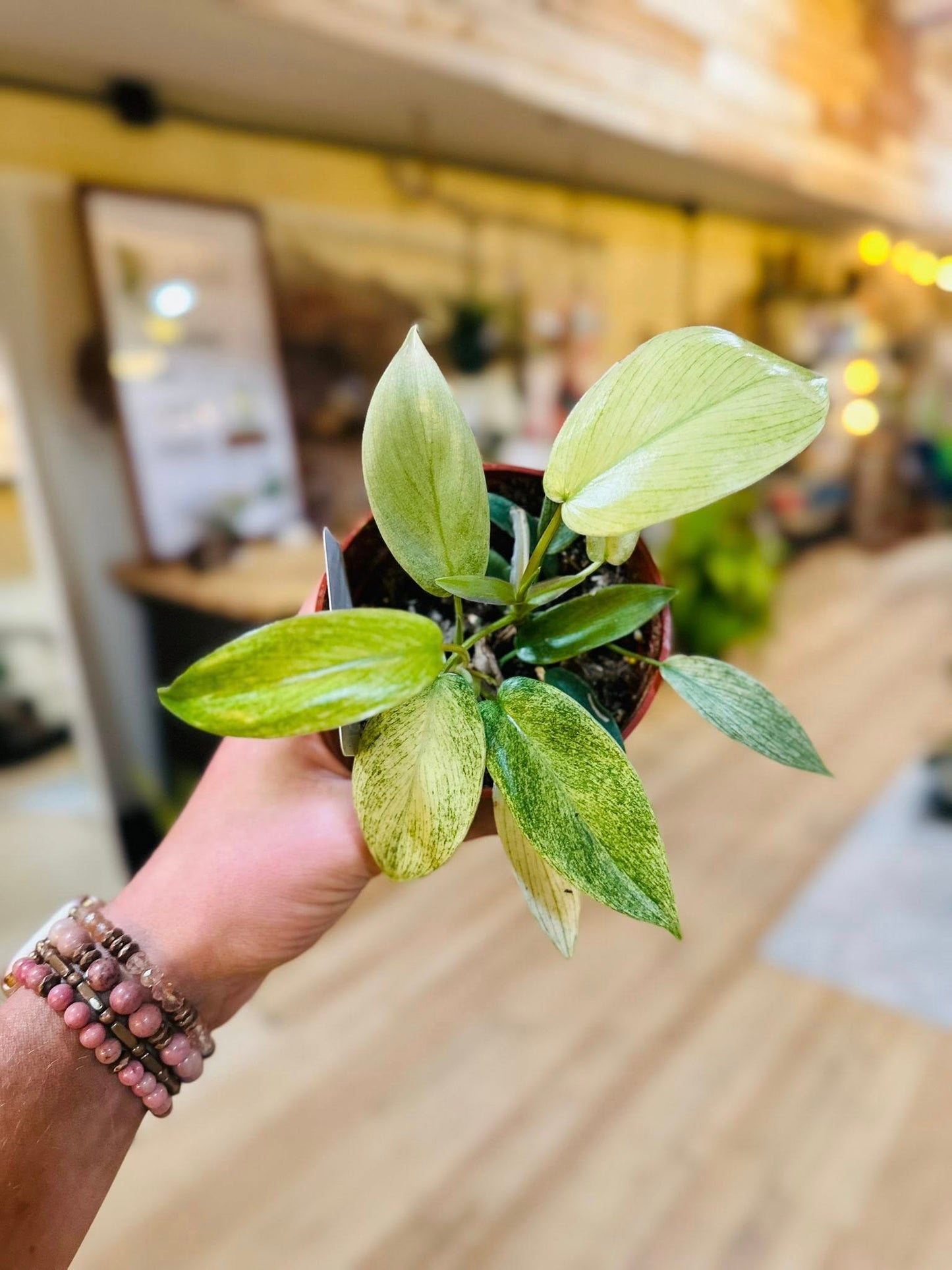4" Philodendron Florida Ghost