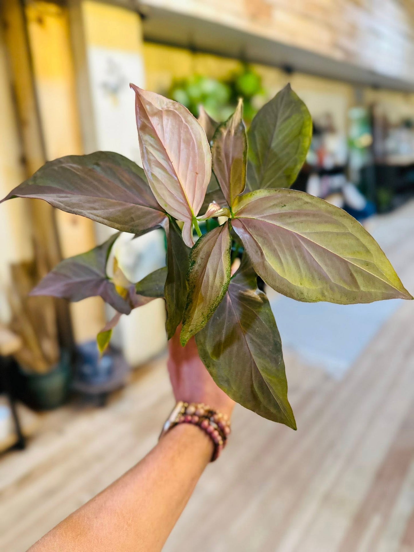 4" Syngonium Pink Perfection