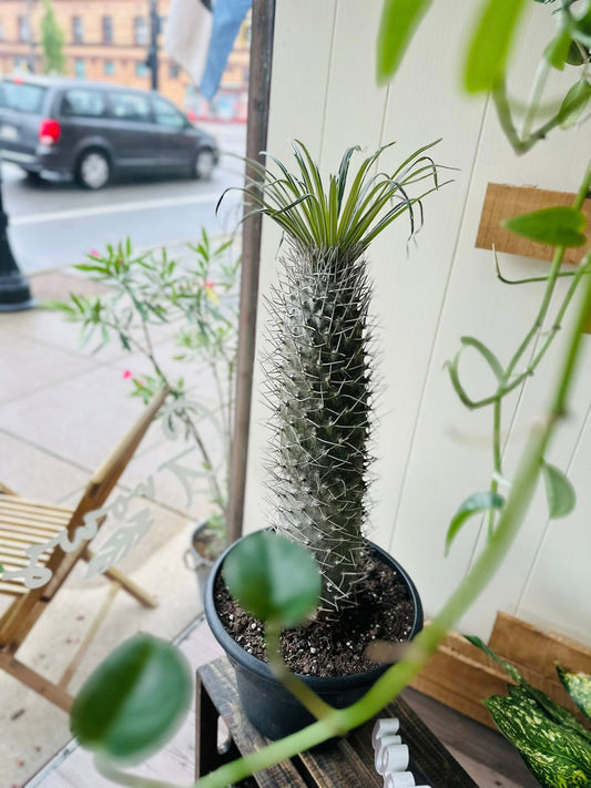 12" Madagascar Palm