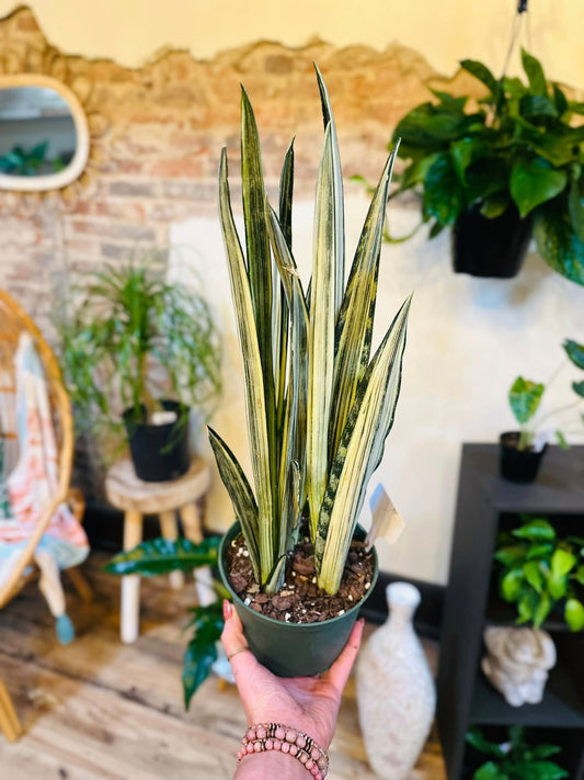 6" Bantel's Sensation Snake Plant