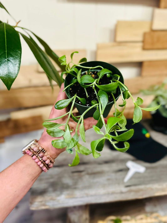 4" Trailing Mother of Millions