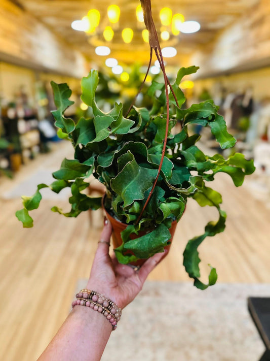 6" Epiphyllum Curly Sue Basket