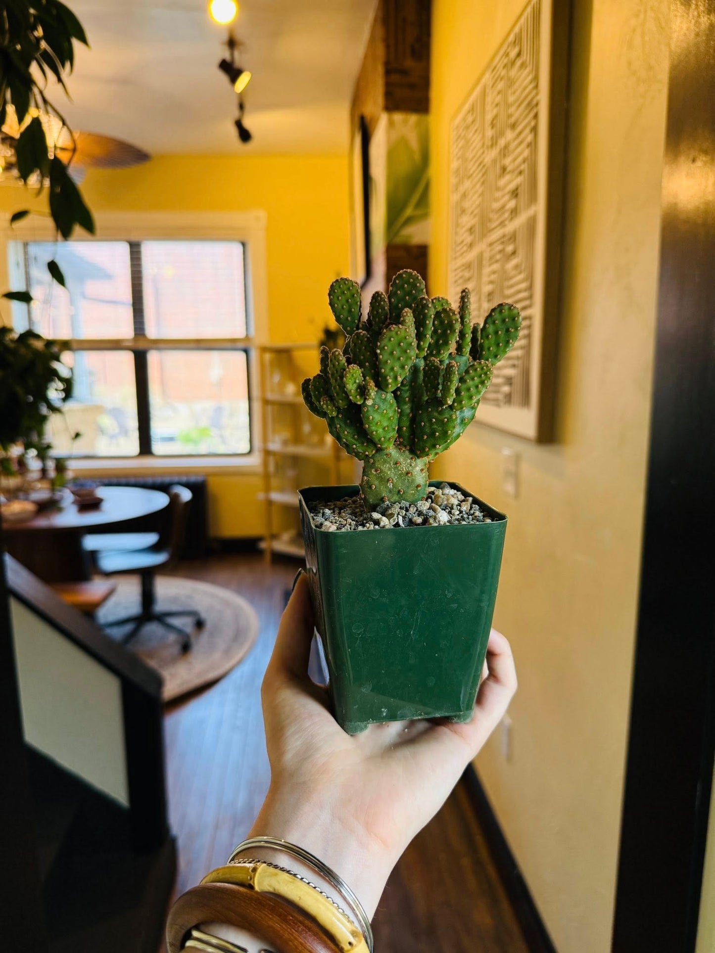 4" Opuntia Cinnamon Cactus