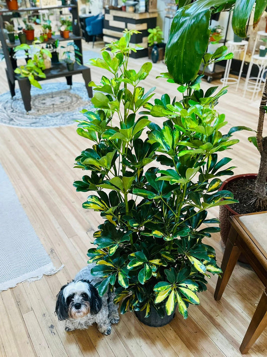 10" Schefflera Arboricola Variegated