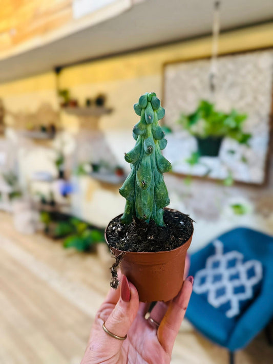 3" Mini Boobie Cactus