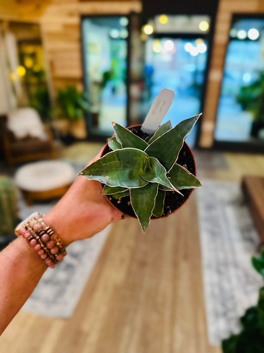 4" Blue Kew Snake Plant