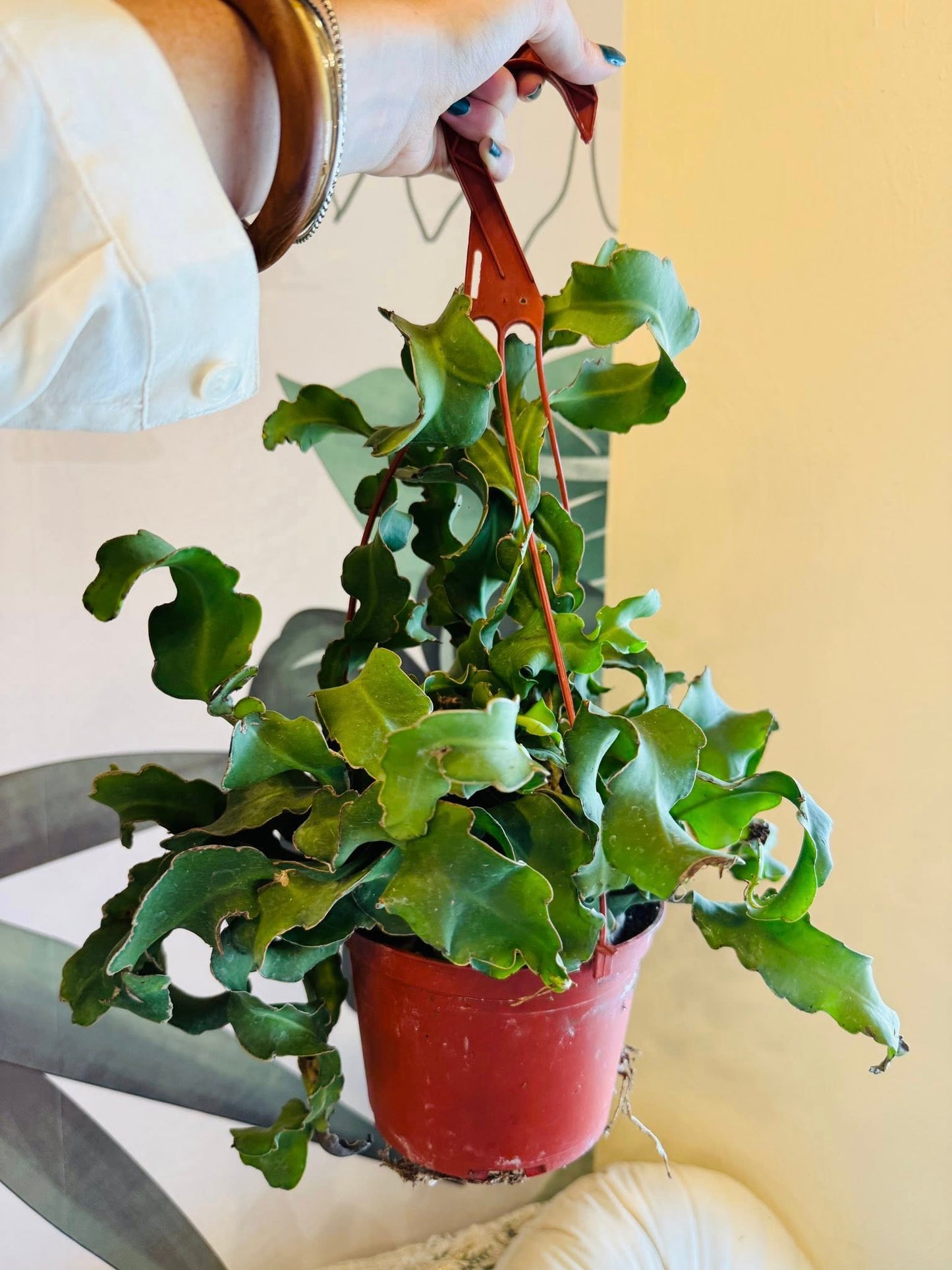 6" Epiphyllum Curly Sue Basket