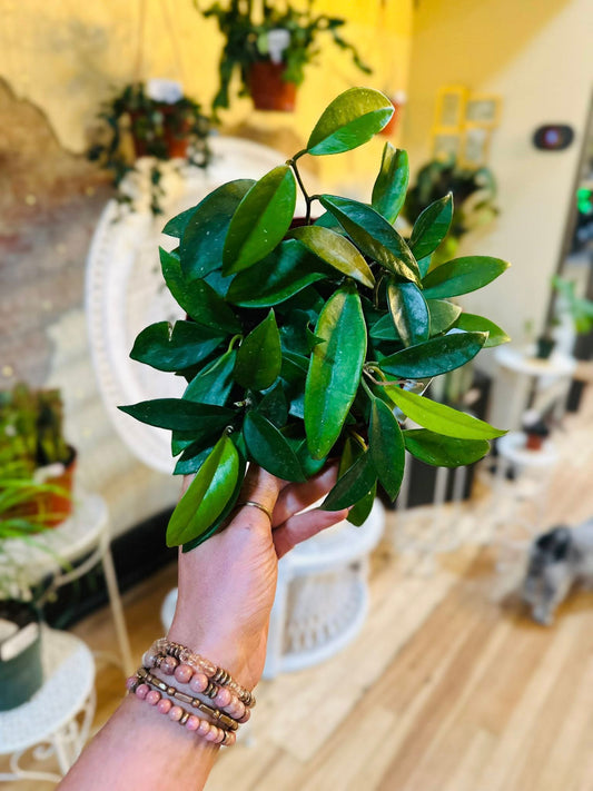 6" Hoya Carnosa