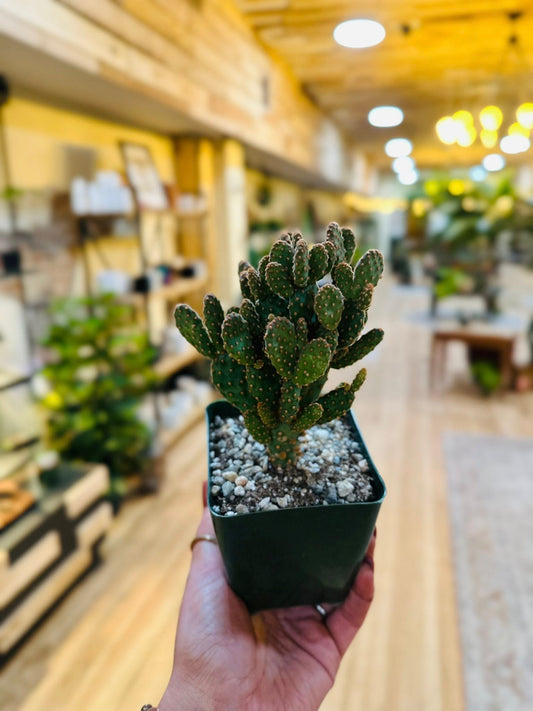 4" Opuntia Cinnamon Cactus