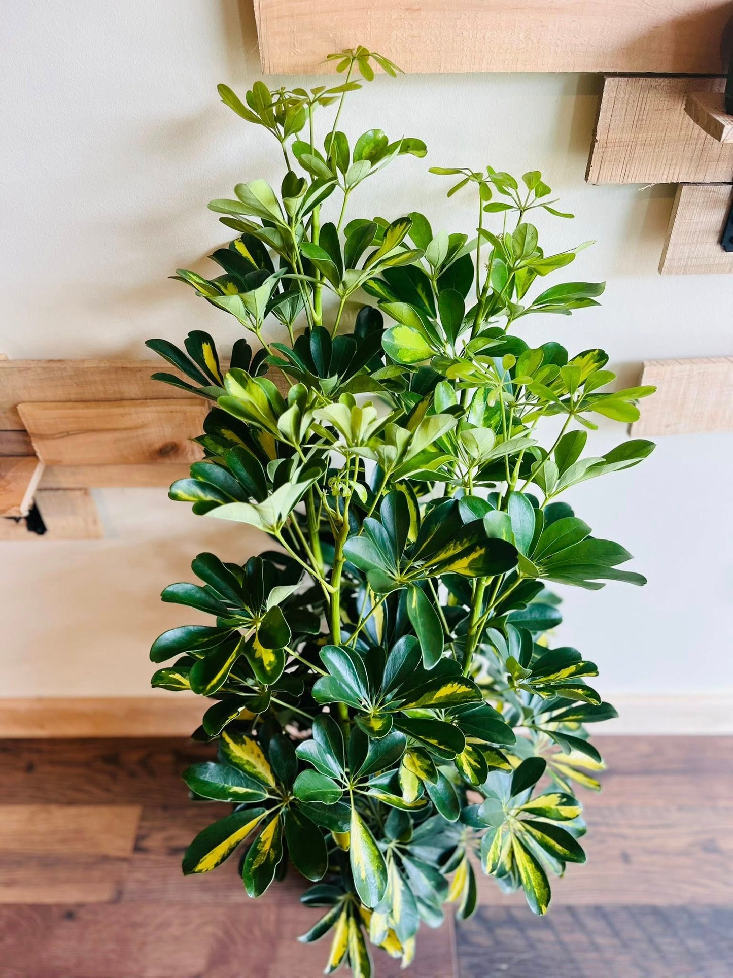 10" Schefflera Arboricola Variegated