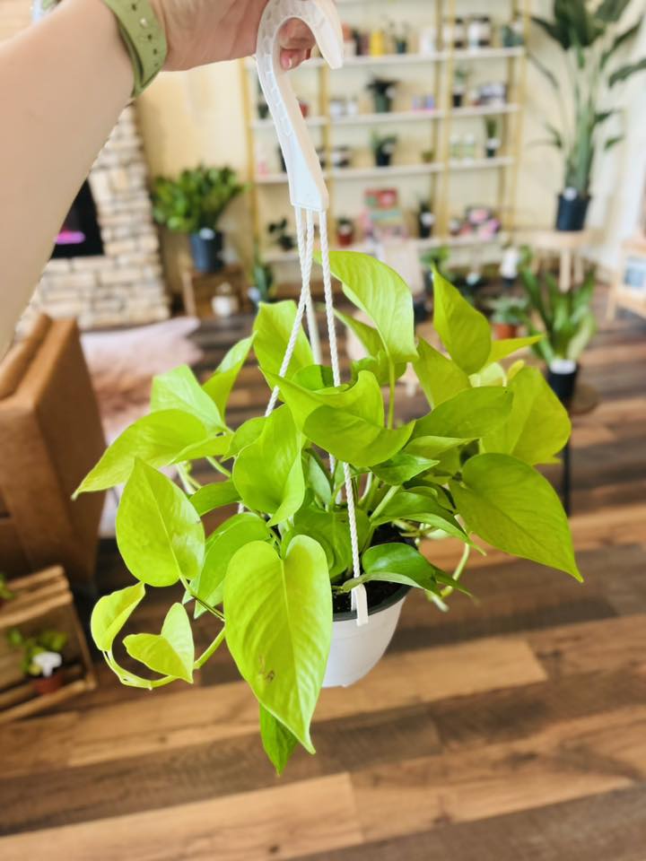 6" Neon Pothos Basket
