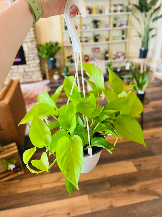 6" Neon Pothos Basket