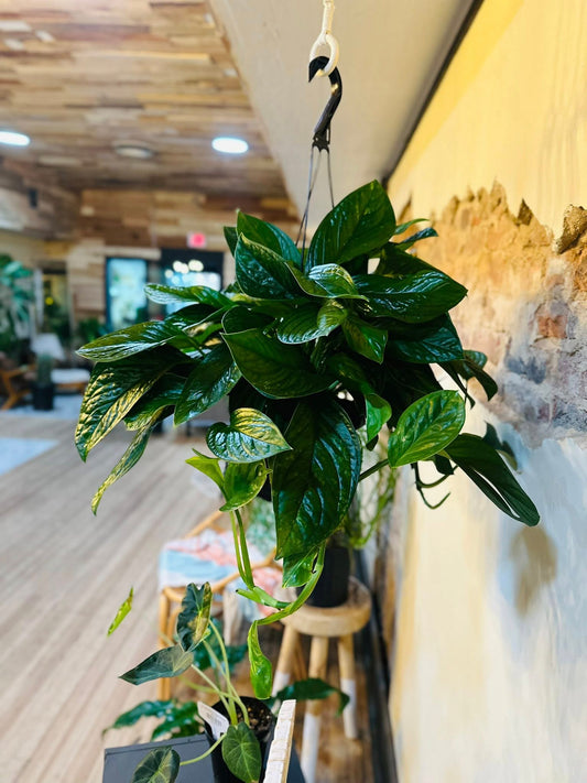8" Monstera Pinnatipartita Basket