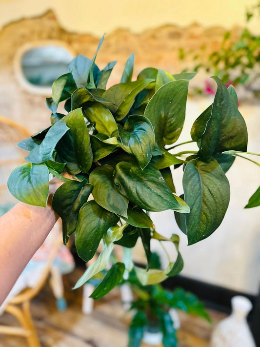 6" Scindapsus Jade Satin