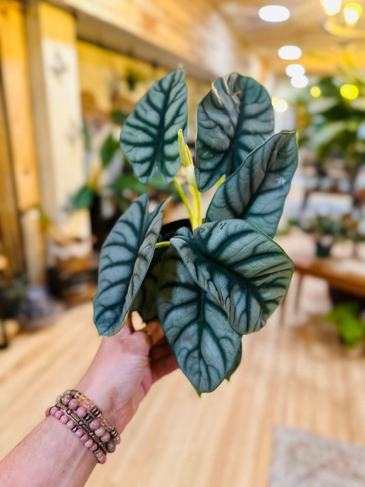 6" Alocasia Silver Dragon