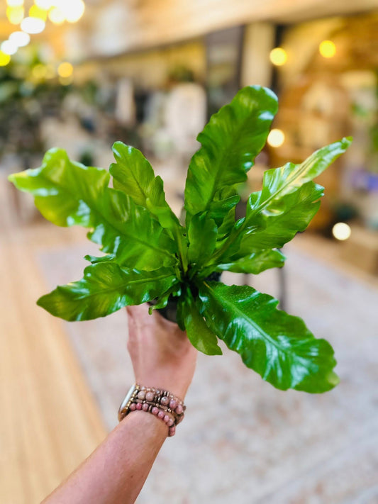 4" Avis Birdsnest Fern