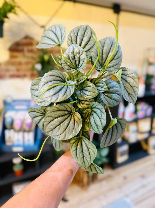 4" Peperomia Frost