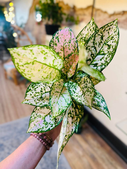 4" Aglaonema Pink Princess