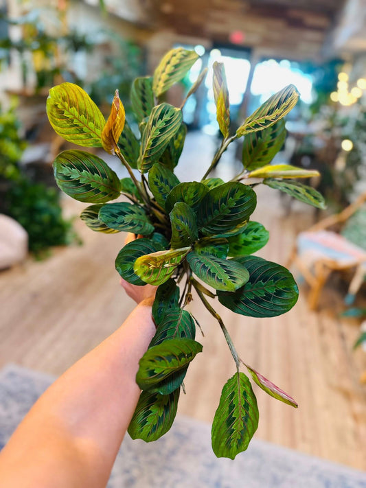 6" Maranta Red
