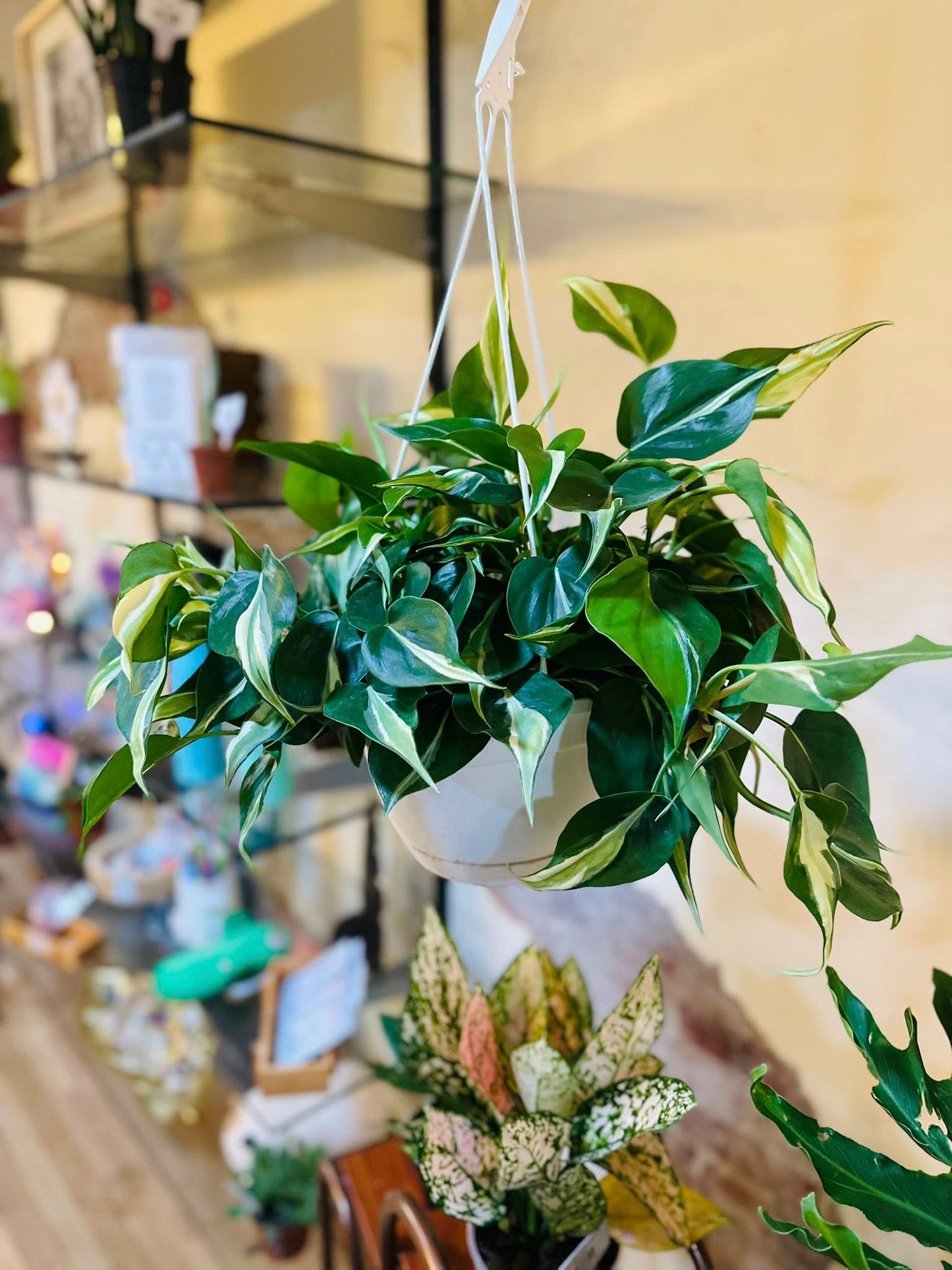 8" Philodendron Cream Splash/Rio Basket