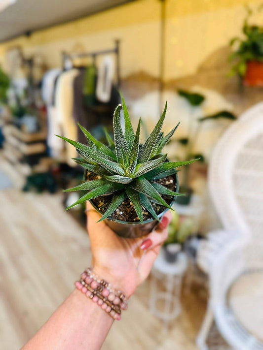 4" Haworthia Zebrina