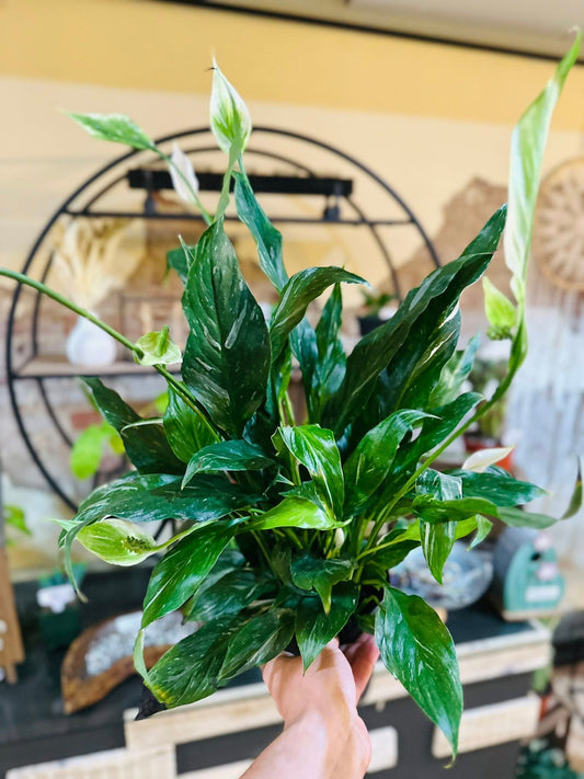 6" Peace Lily Domino