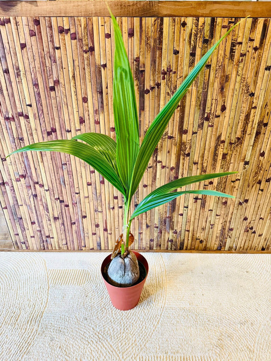 6" Coconut Palm